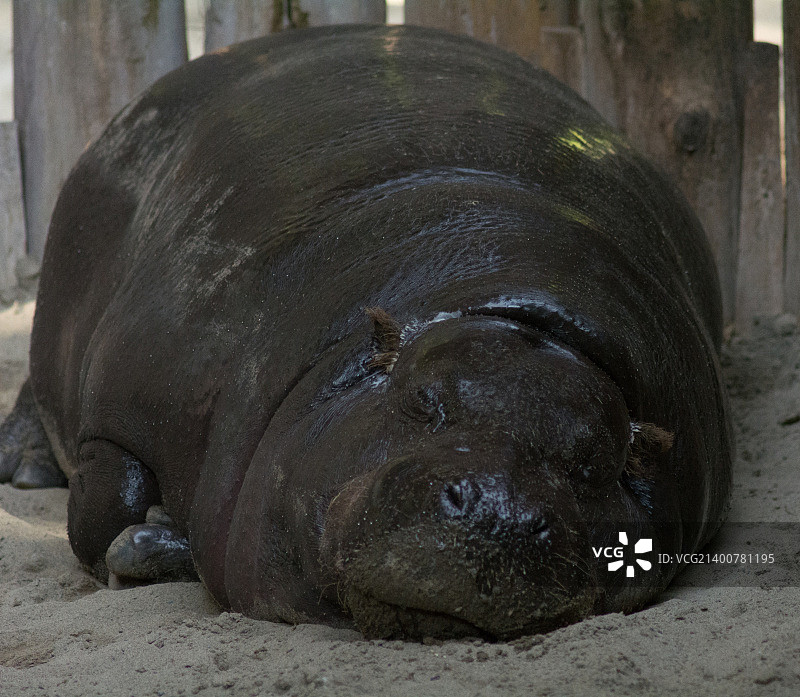 生活不易……图片素材