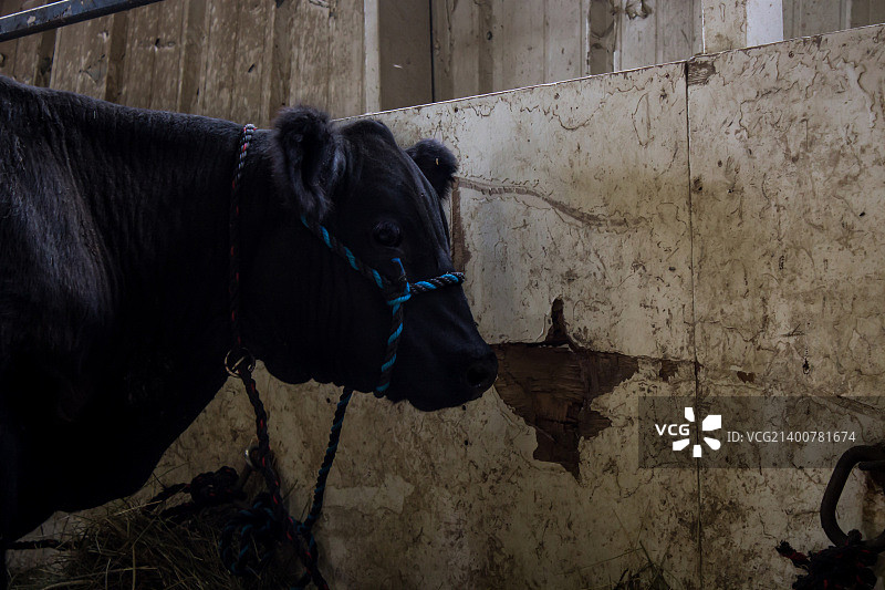 漂亮的奶牛图片素材