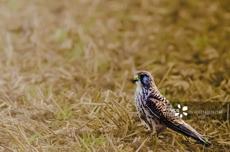 田野猎隼图片素材