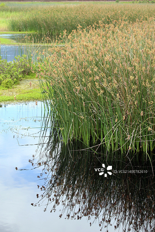 美国凯卢阿图片素材