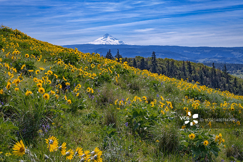 沿汤姆·麦考尔保护区小径欣赏胡德山和野花图片素材