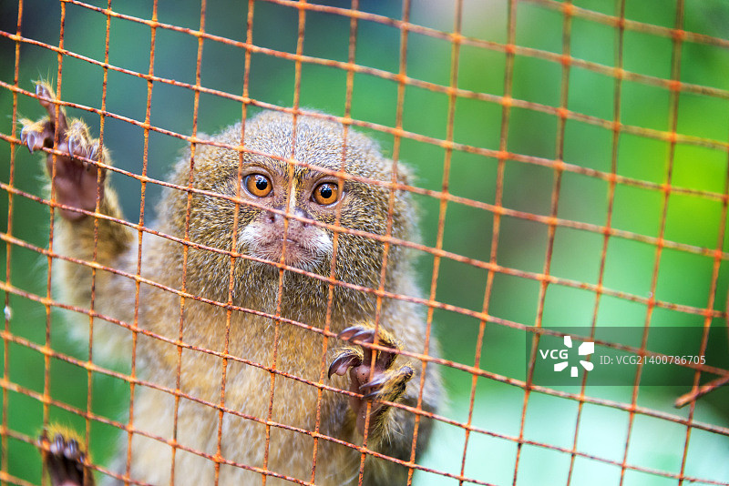 笼中的侏儒猴图片素材