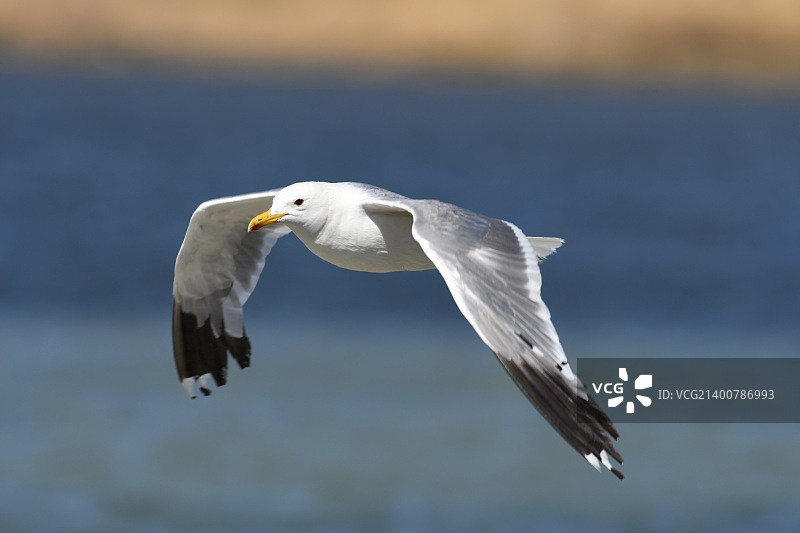 飞翔的银鸥图片素材