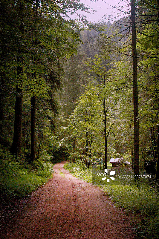 深入黑森林的施瓦尔茨瓦尔德图片素材