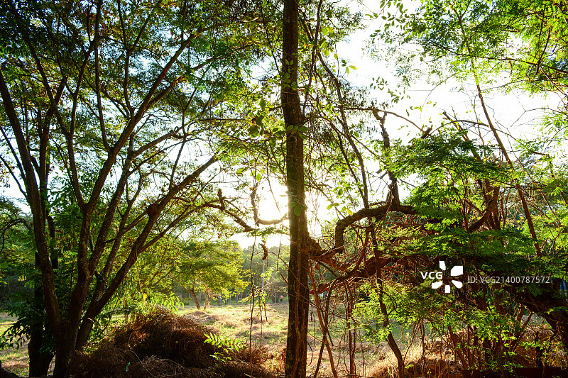 为了世界更绿色图片素材