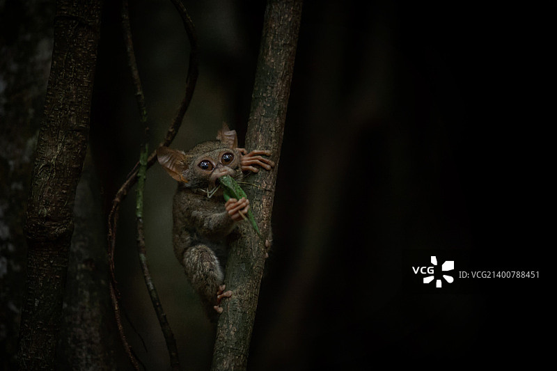 眼镜猴图片素材