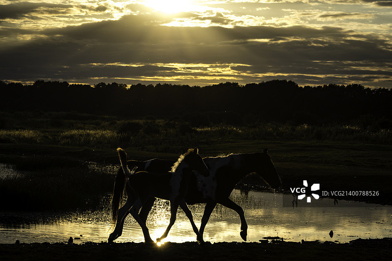 母马和马驹在日落中图片素材