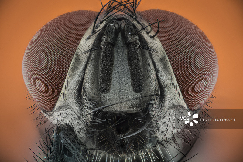 家蝇第二次捕捉图片素材