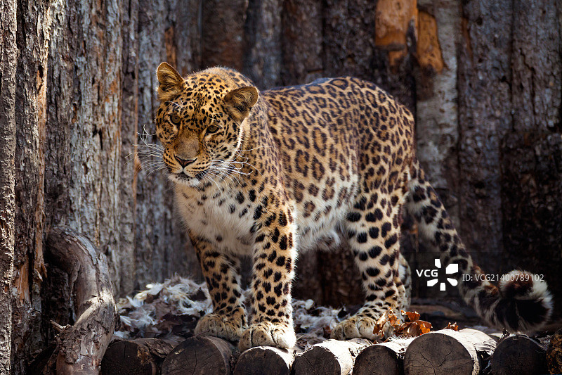 动物园里的远东豹图片素材