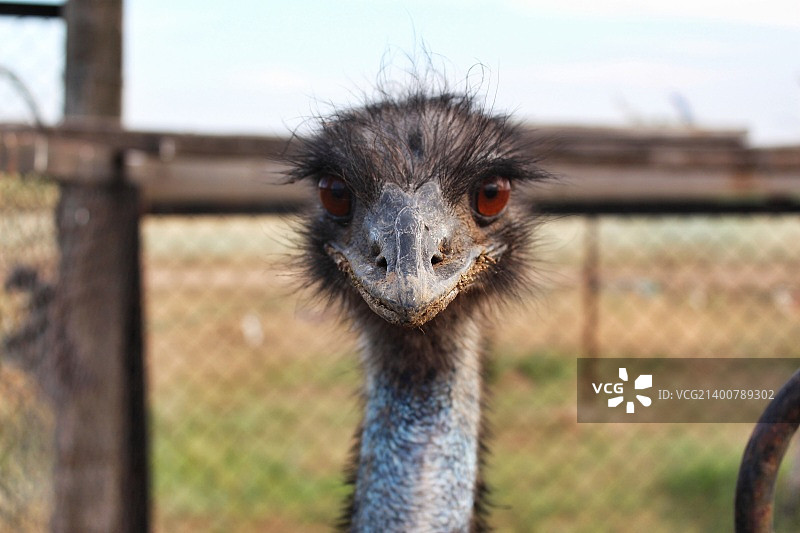 农场里的鸵鸟图片素材