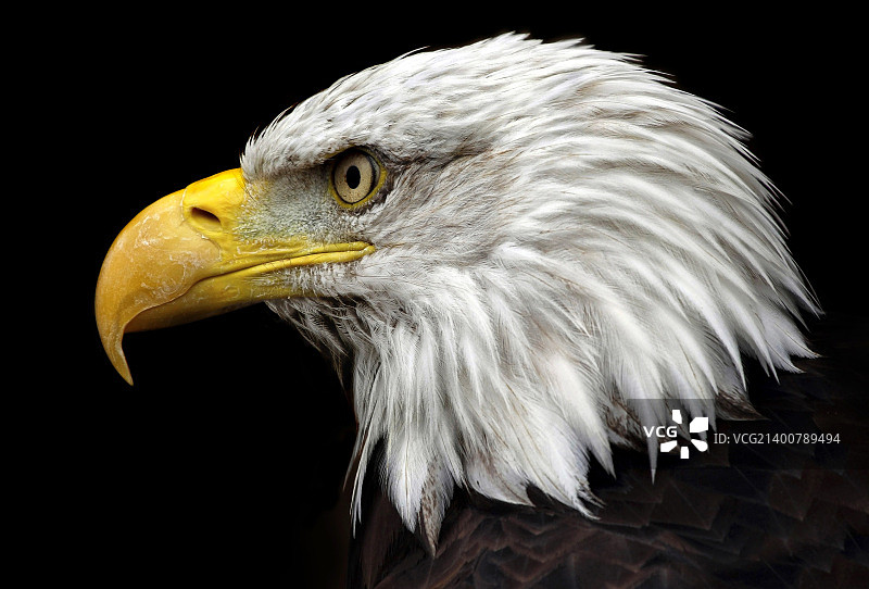 致命的优雅图片素材