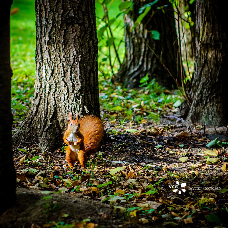 一对一图片素材