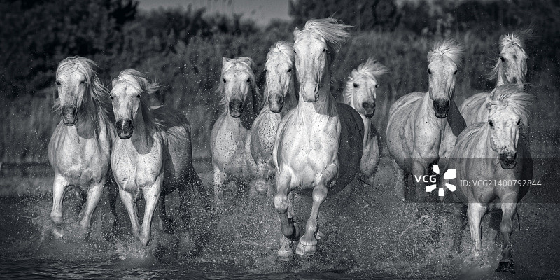 卡马格马 3图片素材