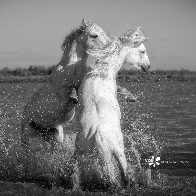 卡马格马群 4图片素材