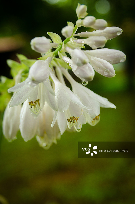 白色玉簪花图片素材