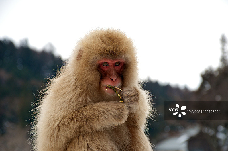 日本中野图片素材
