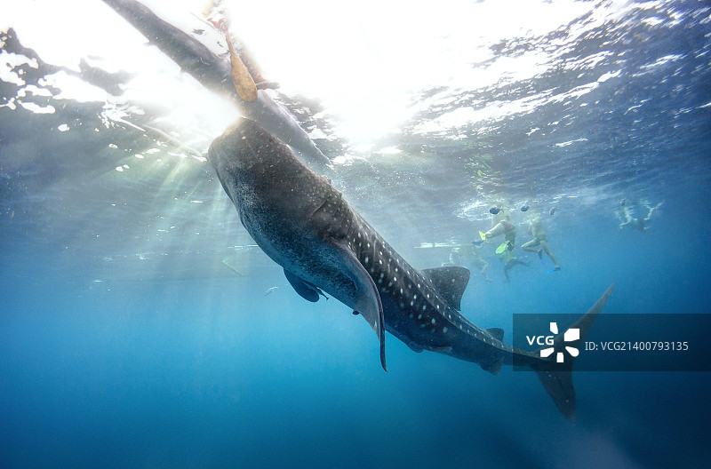鲸鲨图片素材