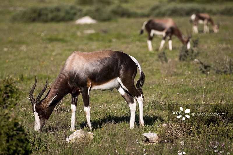 白肩牛羚图片素材