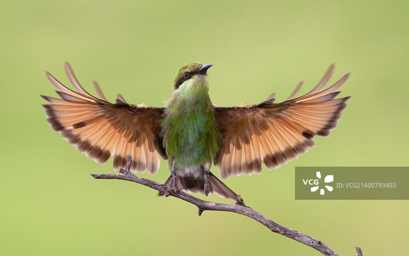 燕尾蜂虎图片素材