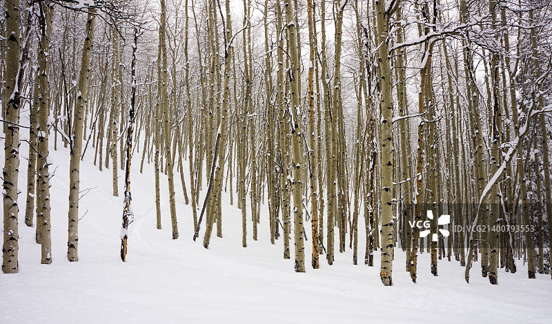 科罗拉多州白杨树图片素材