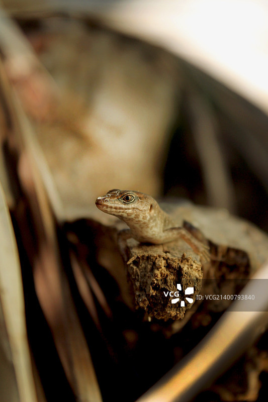 特尔费尔图片素材
