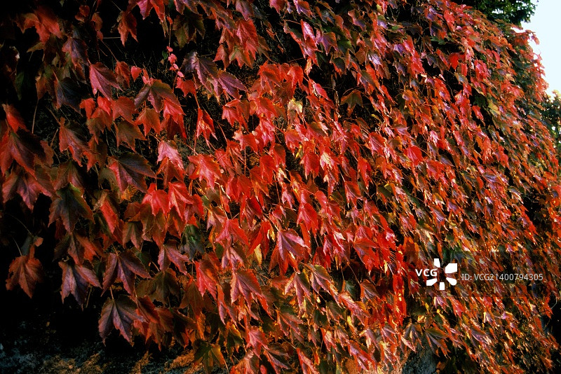 红色常春藤图片素材