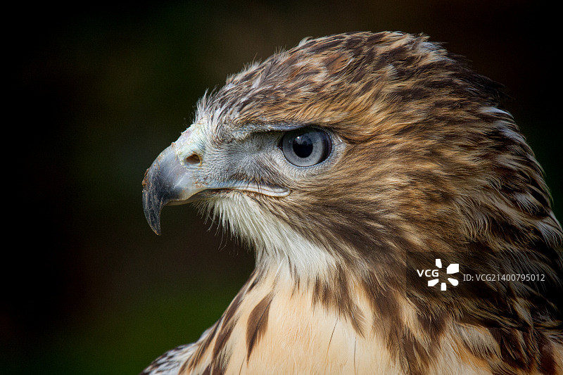 红尾鹰图片素材