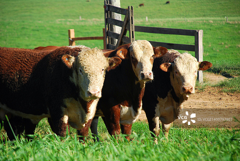 埃里福德和布拉福德公牛图片素材