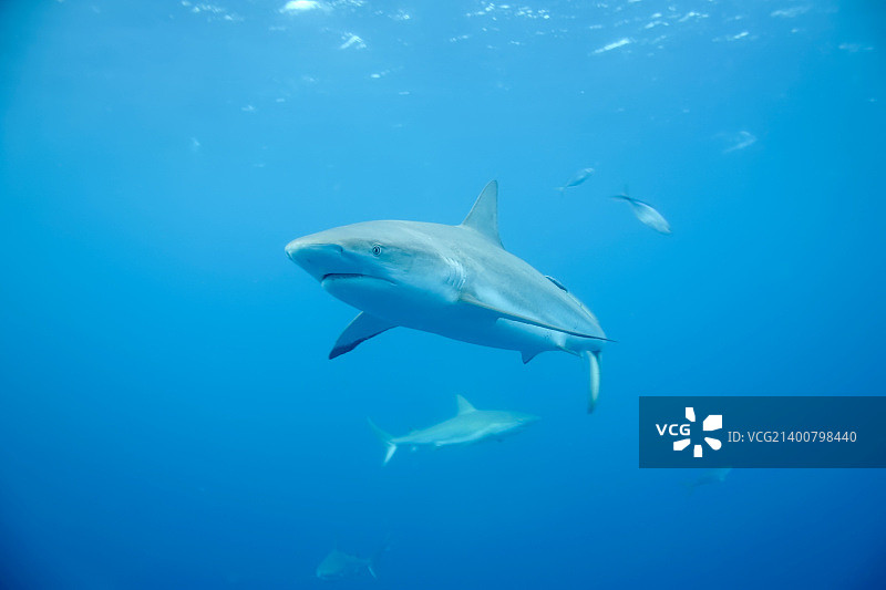 古巴加勒比海域水下白色鲨鱼图片素材
