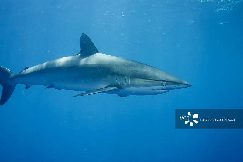 古巴加勒比海域水下白色鲨鱼图片素材