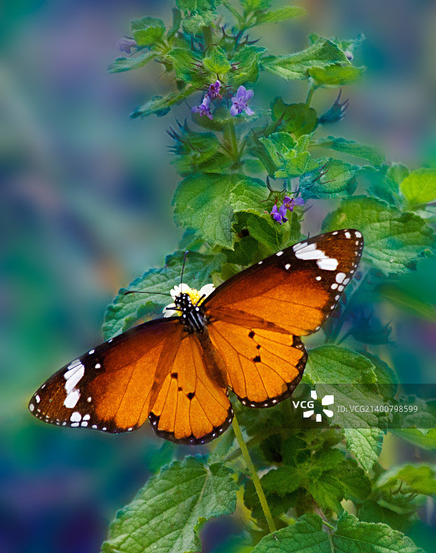 夜曲-姬红蛱蝶图片素材