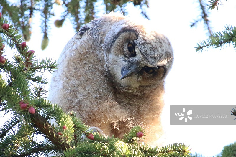 小猫头鹰图片素材