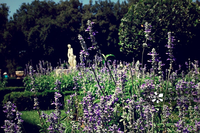 薰衣草-博尔盖塞别墅图片素材