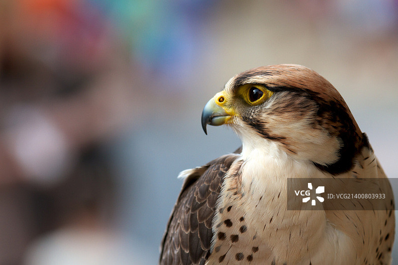 铁血战士图片素材