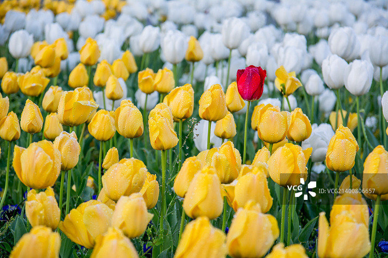 土耳其希什利区中东风光图片素材
