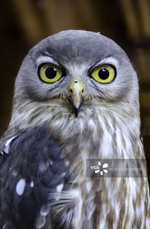 你在盯着什么？- 啸叫猫头鹰图片素材