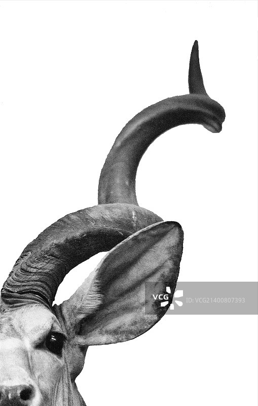 大角斑羚图片素材