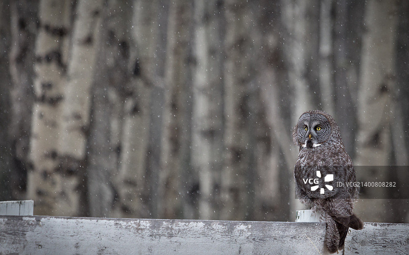 美丽的雪景图片素材