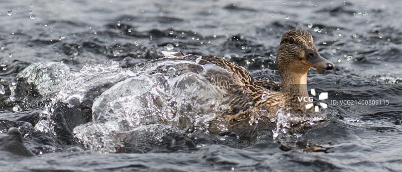 嬉戏的绿头鸭图片素材