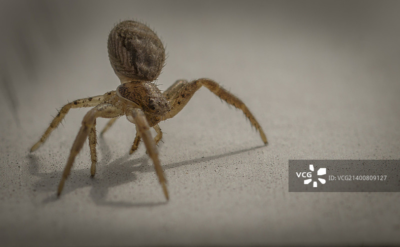 蜘蛛蟹图片素材