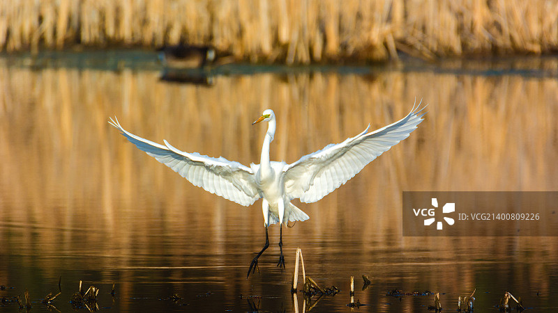 大白鹭图片素材
