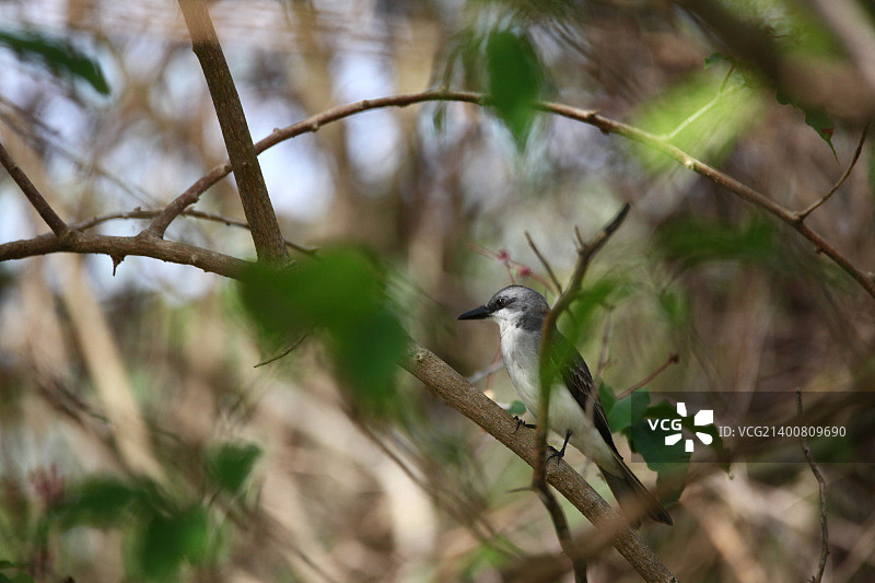 戈西耶，瓜德罗普图片素材