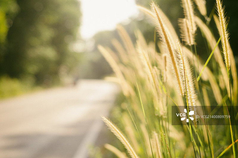 柔焦狼尾草空旷公路图片素材