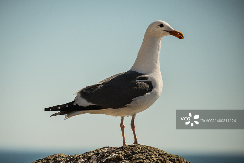 穆古角州立海滩，加利福尼亚州马里布图片素材