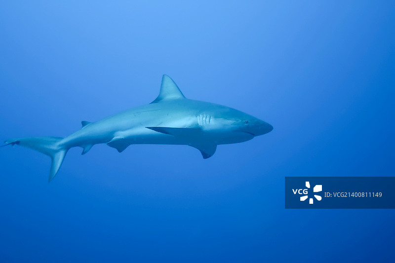 古巴加勒比海域水下白色鲨鱼图片素材