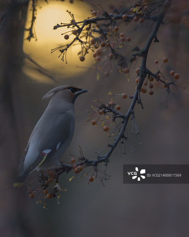 圣诞灯光下的太平鸟图片素材