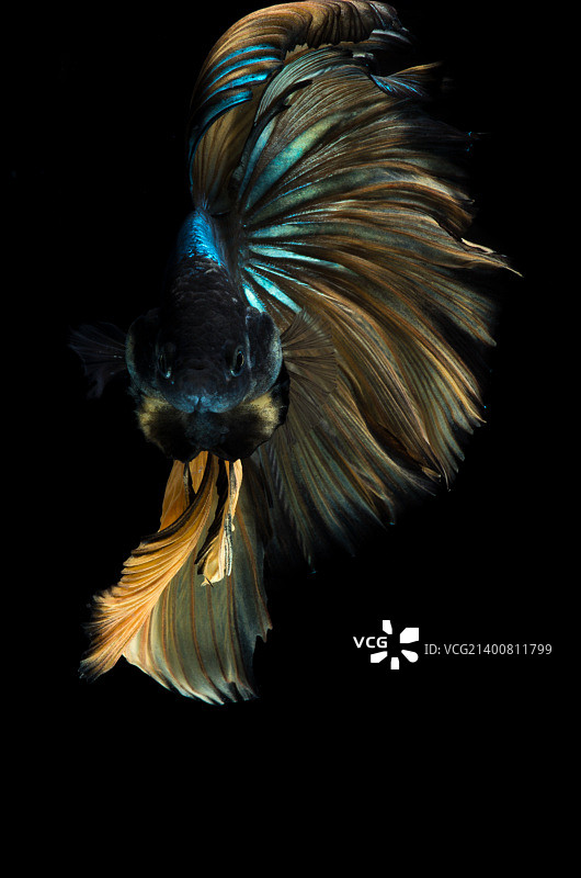 暹罗斗鱼图片素材