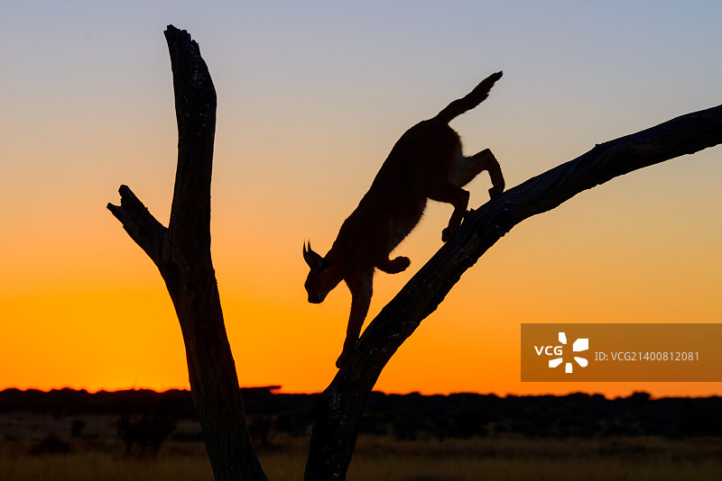 狞猫剪影图片素材