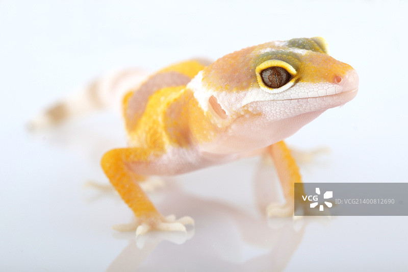 豹纹守宫图片素材