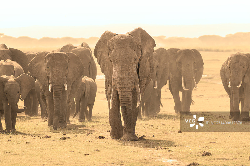 非洲象图片素材